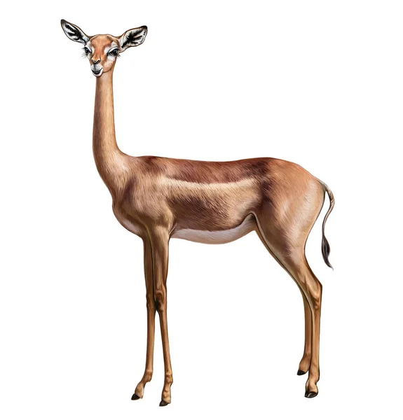 Gerenuk Giraffe Gazelle Litocranius Walleri African Antelope Realistic Drawing Illustration — Stock Photo, Image