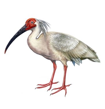 The crested ibis, Japanese ibis (Nipponia nippon), realistic drawing, illustration for animal and bird encyclopedia, isolated image on white background