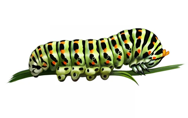 Swallowtail Caterpillar Papilionidae Realistic Drawing Illustration Animal Encyclopedia Isolated Image —  Fotos de Stock