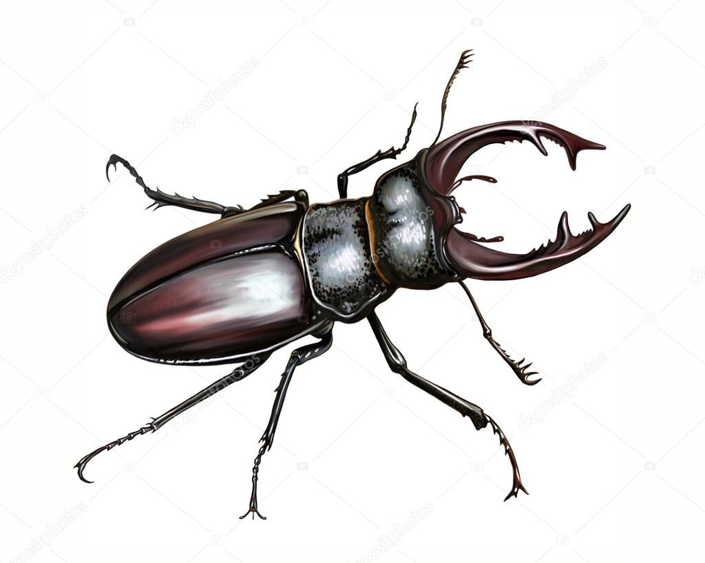 Stag beetle, Lucanus cervus, the largest beetle in Europe, realistic drawing, illustration for animal encyclopedia, isolated image on white background