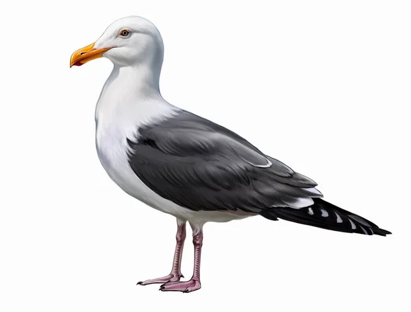 Seagull Larus Realistic Drawing Illustration Animal Bird Encyclopedia Isolated Image — Stock Photo, Image