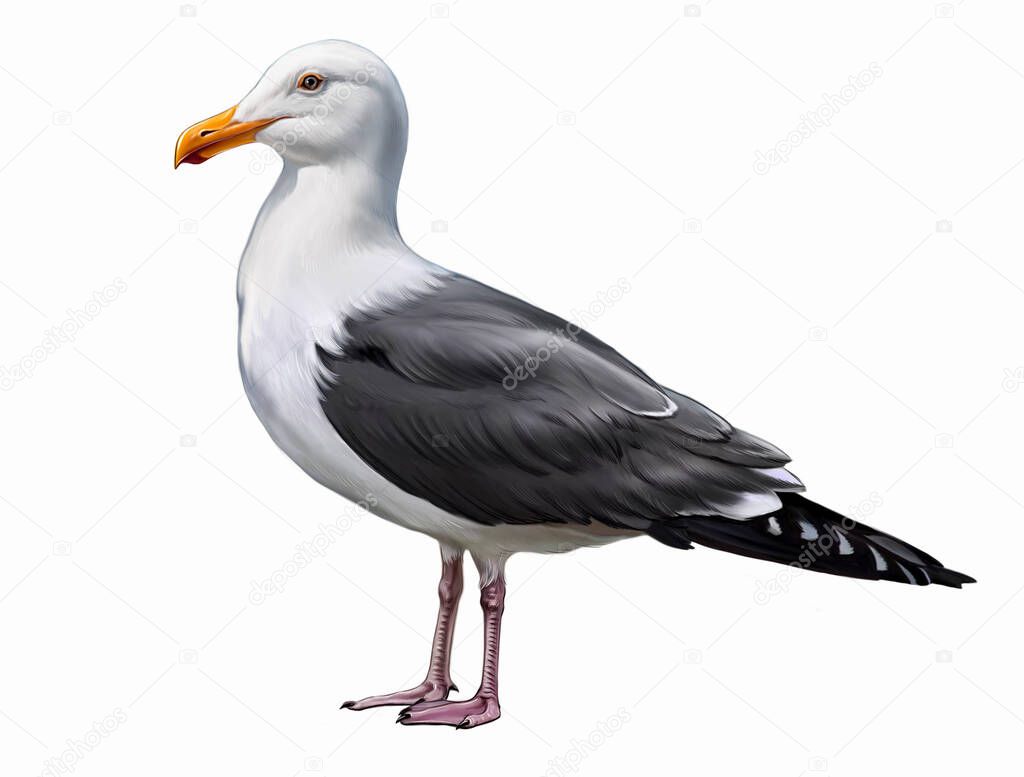 Seagull, Larus, realistic drawing, illustration for animal and bird encyclopedia, isolated image on white background