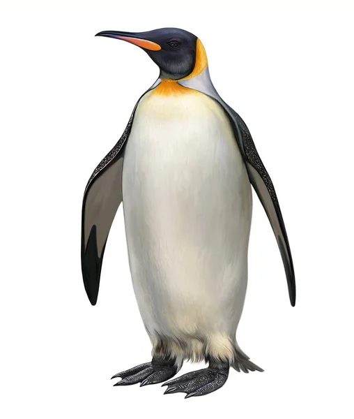 Emperor Penguin Aptenodytes Forsteri Foster Penguin Largest Heaviest Realistic Drawing — 스톡 사진