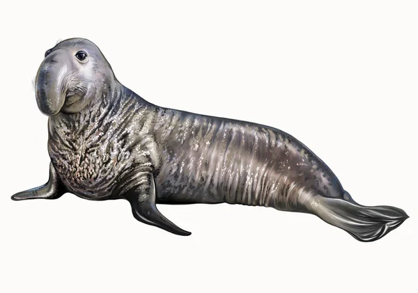 Elephant Seals Mirounga Realistic Drawing Illustration Antarctica Animal Encyclopedia Isolated — Stock Photo, Image