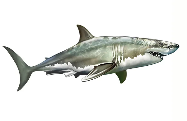 Great White Shark Man Eating Shark Carcharodon Carcharias Largest Predatory — Stock Photo, Image