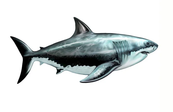 Megalodon Otodus Megalodon Carcharocles Extinct Shark Family Otodontidae Inhabitants Miocene — Stock Photo, Image