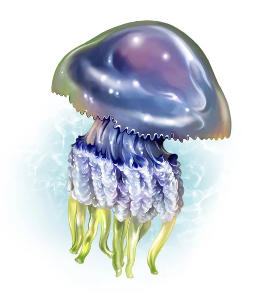 Cornerot Jellyfish Rhizostoma Pulmo Realistic Drawing Illustration Animal Encyclopedia Inhabitants — Foto de Stock
