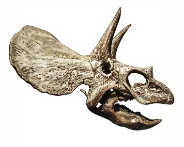 Triceratops kafatası, gerçekçi dijital çizim, soyu tükenmiş hayvanların ansiklopedisi için çizim, beyaz arka planda izole edilmiş görüntü