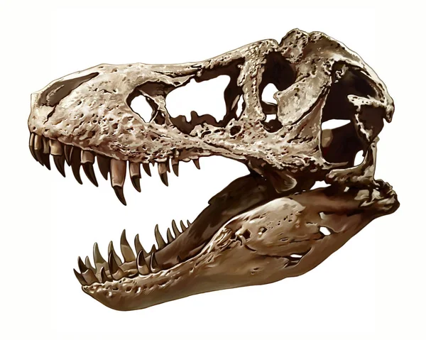 Tyrannosaurus Dinosaur Skull Realistic Digital Drawing Illustration Extinct Animals Encyclopedia — Foto de Stock