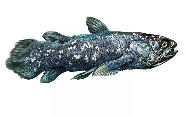 Latimeria Lobe Finned Fish Coelacanth Order Prehistoric Creature Realistic Drawing — ストック写真