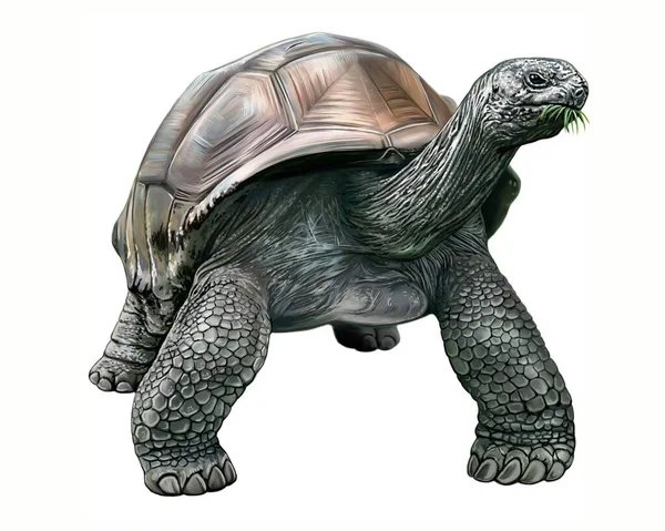 Giant, Seychelles giant tortoise, Aldabrachelys gigantea, species of land tortoise, endemic to Aldabra island, inhabitant of Mauritius, Reunion and Changuu, realistic drawing, endangered animals, isolated image on white background.