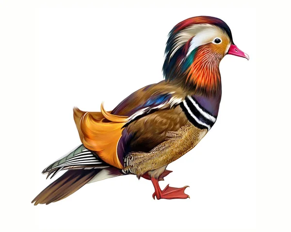 Mandarin Duck Aix Galericulata Wood Duck Realistic Drawing Illustration Bird —  Fotos de Stock