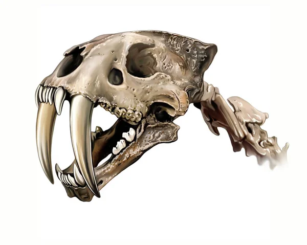 Smilodon Skull Saber Toothed Tiger Realistic Drawing Illustration Encyclopedia Extinct —  Fotos de Stock