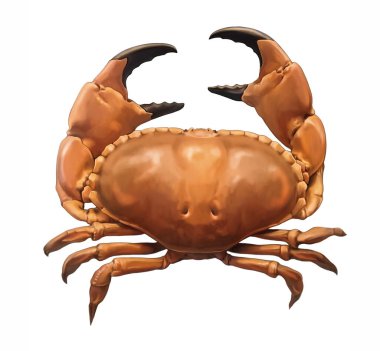 Cancer pagurus, edible, brown crab, inhabitant of the North Sea of the Atlantic Ocean, realistic drawing, illustration for an animal encyclopedia, isolated image on a white background