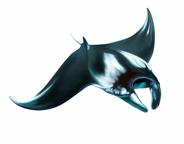 Manta Giant Sea Devil Mobula Birostris Realistic Drawing Illustration Encyclopedia — 图库照片