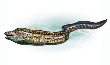Moray eel, a ray-finned fish of the Atlantic, Pacific, Indian oceans, the Mediterranean and the Red Sea, realistic drawing, illustration for an encyclopedia, isolated image on a white background