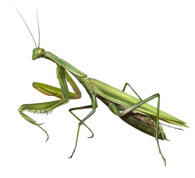 Avrupa Mantid dini, yırtıcı böcek, gerçekçi çizim, hayvan ansiklopedisi için illüstrasyon, beyaz arka planda izole görüntü