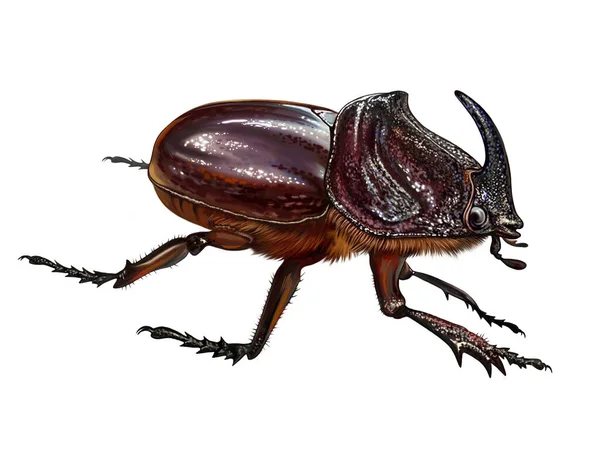 犀牛甲虫 大型昆虫 逼真的图画 动物百科全书的插图 白色背景上的孤立图像 — 图库照片
