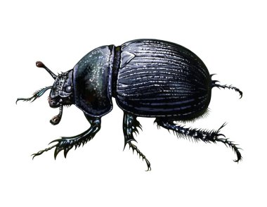 Antik Mısır 'ın böceği, Scarabaeus saker, gerçekçi çizim, 2d grafik, kutsal böcek, hayvan ansiklopedisi için çizim, beyaz arka planda izole edilmiş görüntü