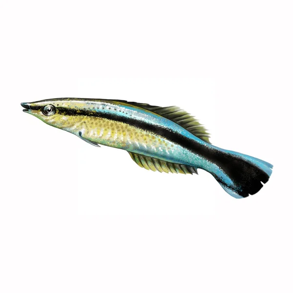 ハワイのきれいなラス Labroides Phthirophagus 白い背景に魚百科事典孤立画像のための現実的な図面イラスト — ストック写真