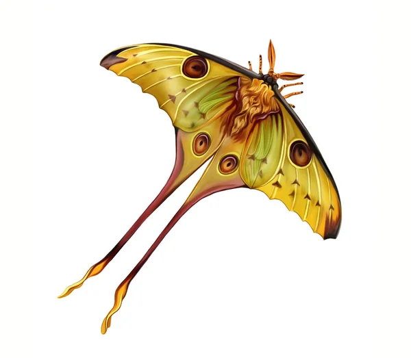 Comet moth, Moon moth (Argema mittrei), realistic drawing of a large butterfly, illustration for the encyclopedia of animals endemic to Madagascar, isolated image on a white background