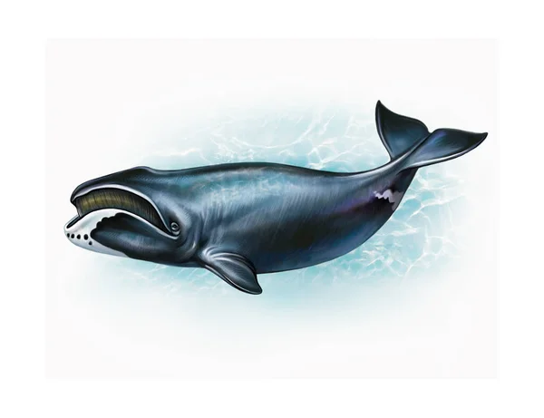 Bowhead Whale Balaena Mysticetus Realistic Drawing Illustration Encyclopedia Inhabitants Seas — Stock Photo, Image