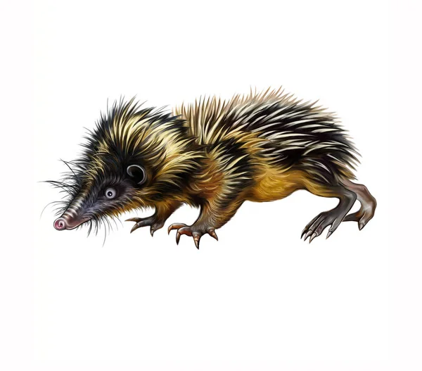 マダガスカルの固有動物の百科事典のための縞模様の触角 ヘミセネテス半ピノス 現実的な図面 白い背景に隔離された画像 — ストック写真