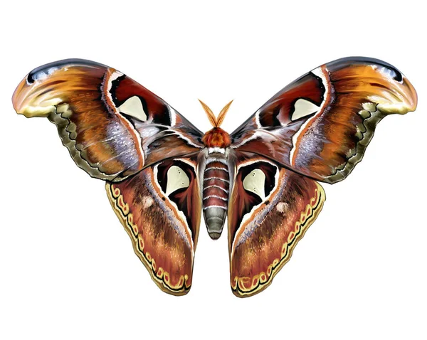 Atlas Ojo Pavo Real Attacus Atlas Mariposa Más Grande Del —  Fotos de Stock
