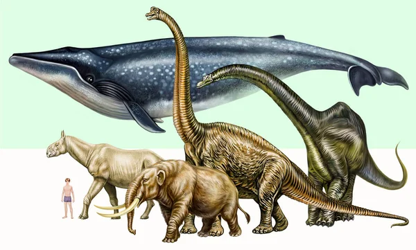 蓝鲸的大小与恐龙 二倍体龙 恒温动物 猛犸象和人类的大小比较 动物百科全书说明表 现实的2D绘图 — 图库照片