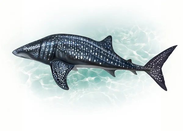Balina Köpekbalığı Rhincodon Tipus Büyük Balık Gerçekçi Çizim Bir Hayvan — Stok fotoğraf