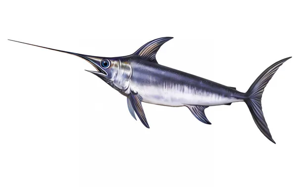 Xiphias剣術 大型魚 現実的な描画 動物百科事典のイラスト 海と海の住民 白い背景に孤立した画像 — ストック写真