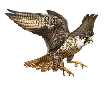 Peregrine Falcon, Falco peregrinus, gerçekçi çizim, yırtıcı kuş, dünyanın en hızlı hayvanı, kuş ansiklopedisi için çizim, beyaz arka planda izole edilmiş görüntü