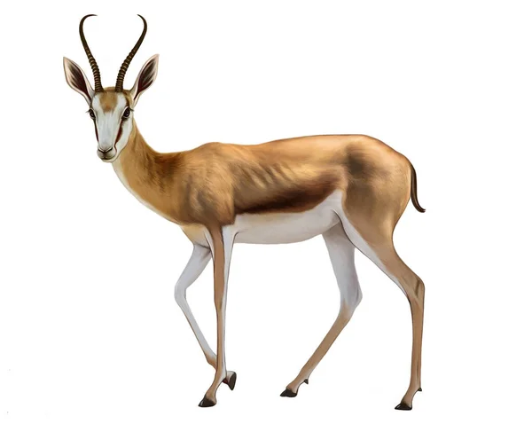 Springbok Antidorcas Marsupialis Antílope Salto Más Rápido Dibujo Realista Ilustración — Foto de Stock