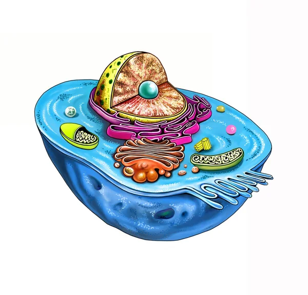 animal cell structure, color illustration, detailed diagram, 2D drawing, isolated image on a white background