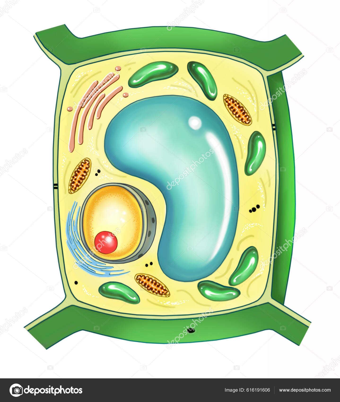 Plantecellestruktur Diagram Illustrasjon Isolert Bilde Hvit Bakgrunn –  stockfoto © Liliya.Butenko #616191606, image size:1438x1700