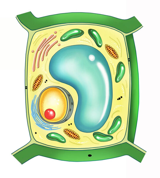 plant cell structure, diagram-illustration, isolated image on a white background
