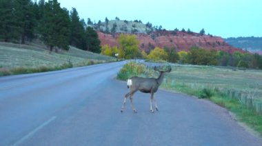 Şeytan Kulesi Ulusal Anıtı 'nda katır geyiği. Wyoming, ABD