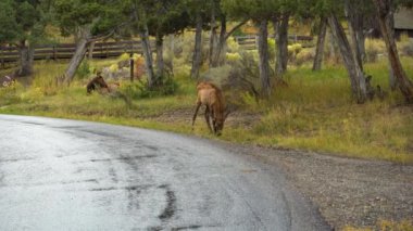 Yellowstone Ulusal Parkı 'nda Elk Buzağı