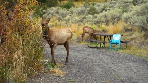 Elche im Yellowstone-Nationalpark — Stockvideo