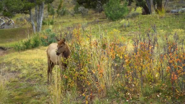 Elk v národním parku yellowstone — Stock video