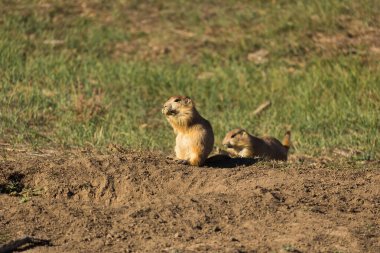 Güneşli bir günde çayır köpeği