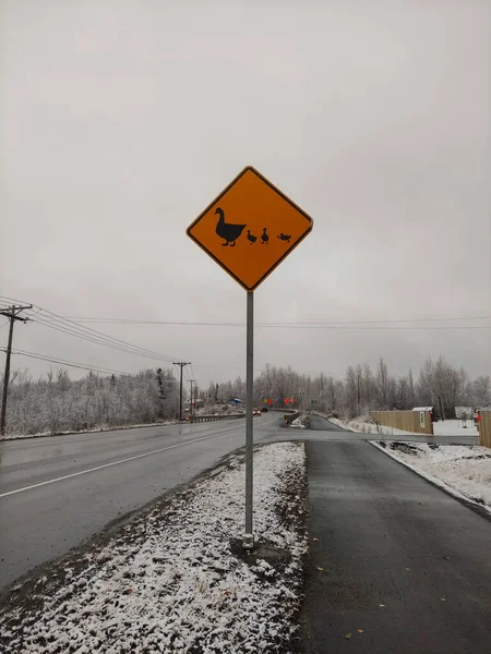Kuşların yolu kesişiyor. Alaska, ABD
