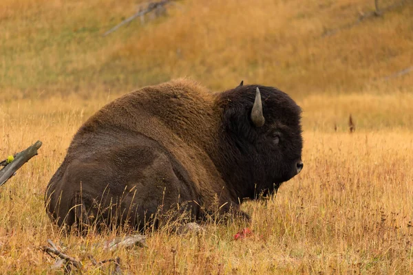 Bison in meadow in Yellowstone National Park — Stock Photo, Image