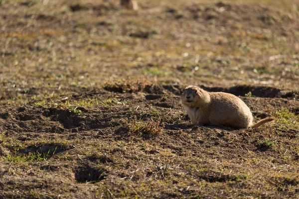 Prairie pes na slunný den — Stock fotografie