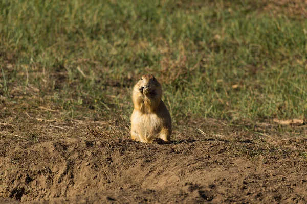 Prairie dog on a sunny day — Stock Photo, Image