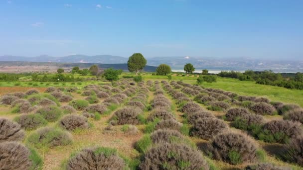 Immature Lavender Field Aerial View Isparta Region Turkey Drone Flies — Video