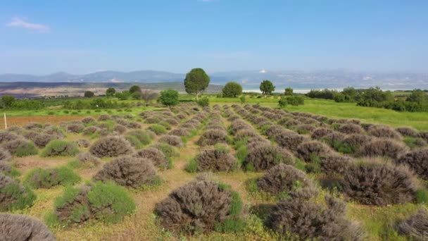 Immature Lavender Field Aerial View Isparta Region Turkey Drone Flies — Video