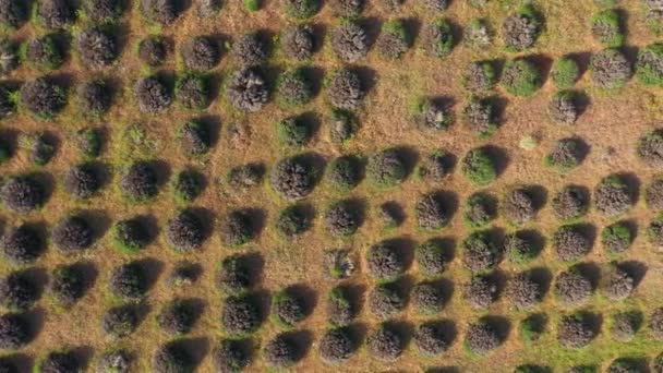 Immature Lavender Field Aerial Vertical Top View Isparta Region Turkey — Video