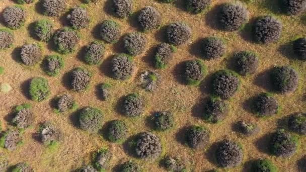 Immature Lavender Field Aerial Vertical Top View Isparta Region Turkey — Video