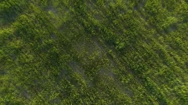 Rye Field Sunny Day Aerial Vertical Top View Drone Flies — Stock videók